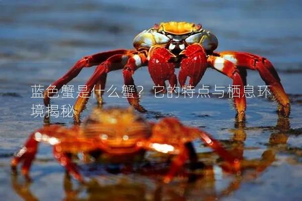 藍(lán)色蟹是什么蟹？它的特點與棲息環(huán)境揭秘